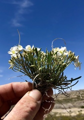 Nerisyrenia linearifolia
