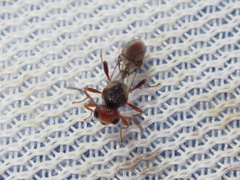 Aridelus rufotestaceus