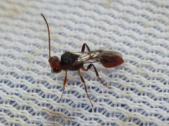 Aridelus rufotestaceus