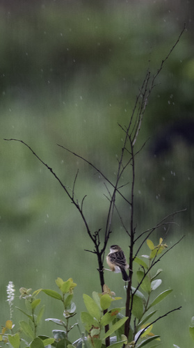 Dambo Cisticola