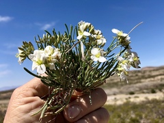 Nerisyrenia linearifolia