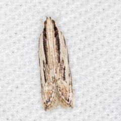 Ardozyga chionoprora
