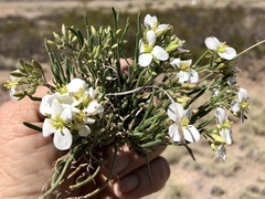 Nerisyrenia linearifolia