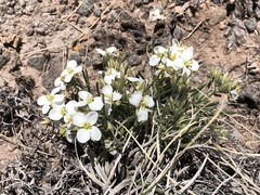 Nerisyrenia linearifolia