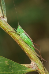 Conocephalus albescens