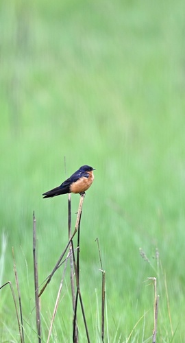 iNaturalist image