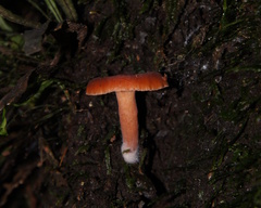 Lactarius eucalypti