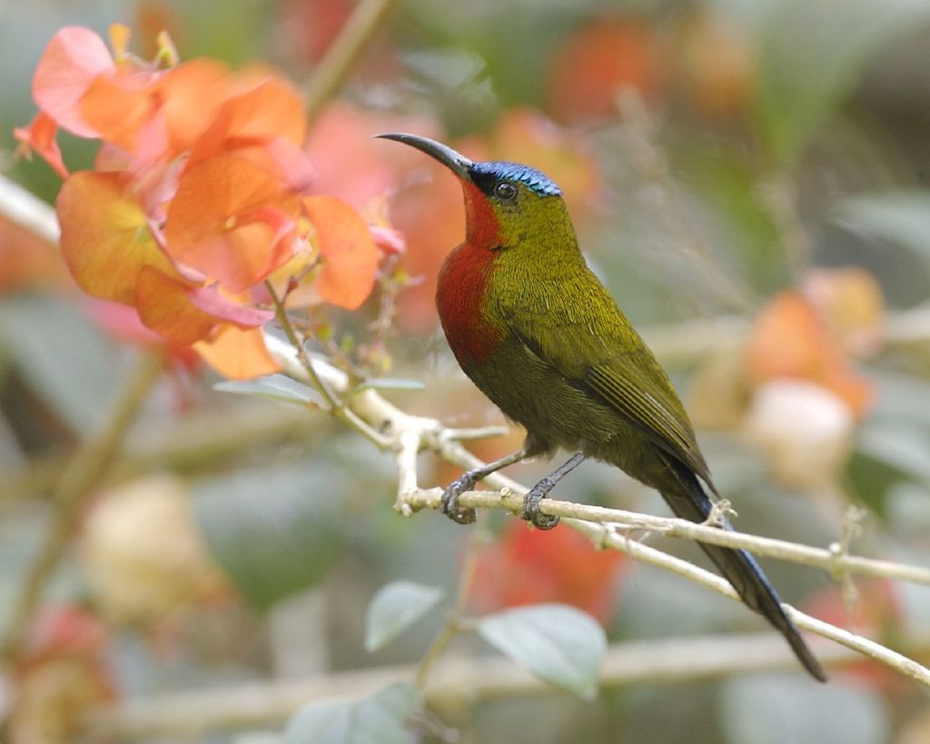White-flanked Sunbird photo