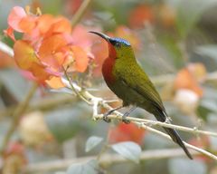 White-Flanked Sunbird photo 1