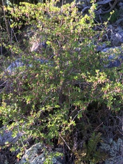 Ribes menziesii