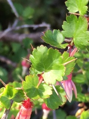 Ribes menziesii