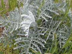 Constancea nevinii