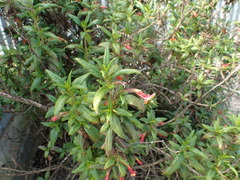 Diplacus parviflorus