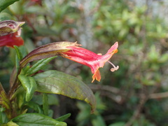 Diplacus parviflorus