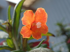 Diplacus parviflorus