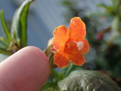 Diplacus parviflorus