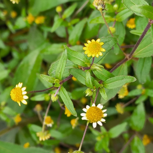 Image of Jaegeria hirta by (c) Patrícia Mees, some rights reserved (CC BY)