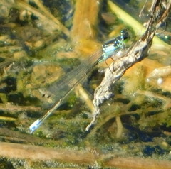 Ischnura cervula