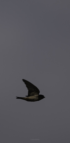 iNaturalist image