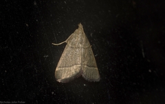 Hypsopygia decoloralis