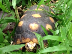 Chelonoidis carbonarius