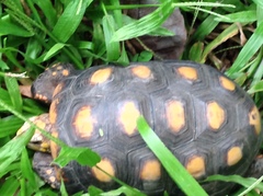 Chelonoidis carbonarius