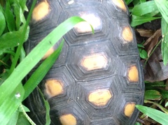 Chelonoidis carbonarius