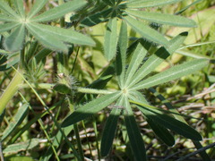 Lupinus guadalupensis
