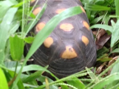 Chelonoidis carbonarius