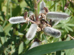 Lupinus guadalupensis