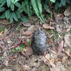 Chelonoidis carbonarius