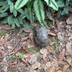 Chelonoidis carbonarius