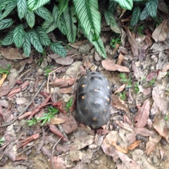 Chelonoidis carbonarius