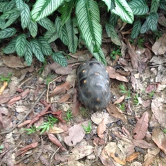 Chelonoidis carbonarius