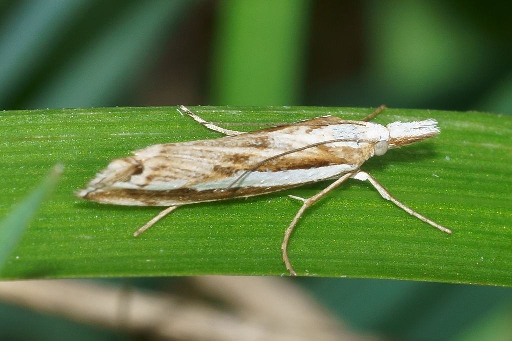 Common Grass Moth