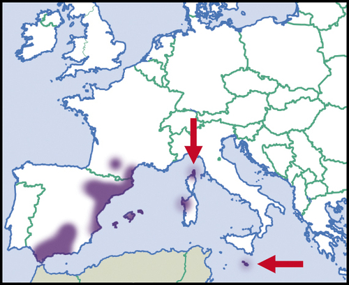 Spanish Snail