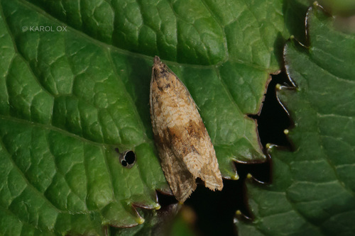 obaľovač púpavový (Celypha striana)