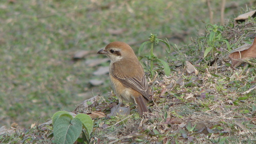 Brown Shrike