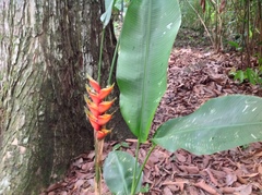 Heliconia bihai