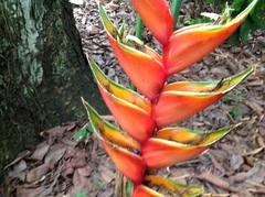 Heliconia bihai