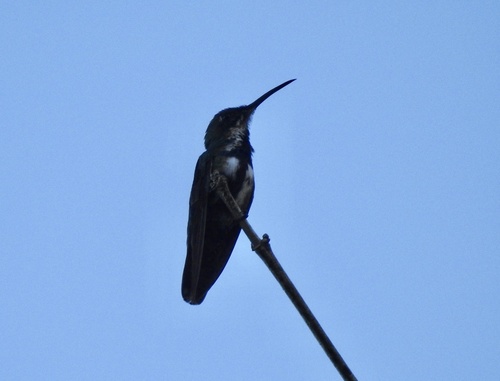 Green-breasted Mango (Anthracothorax prevostii)