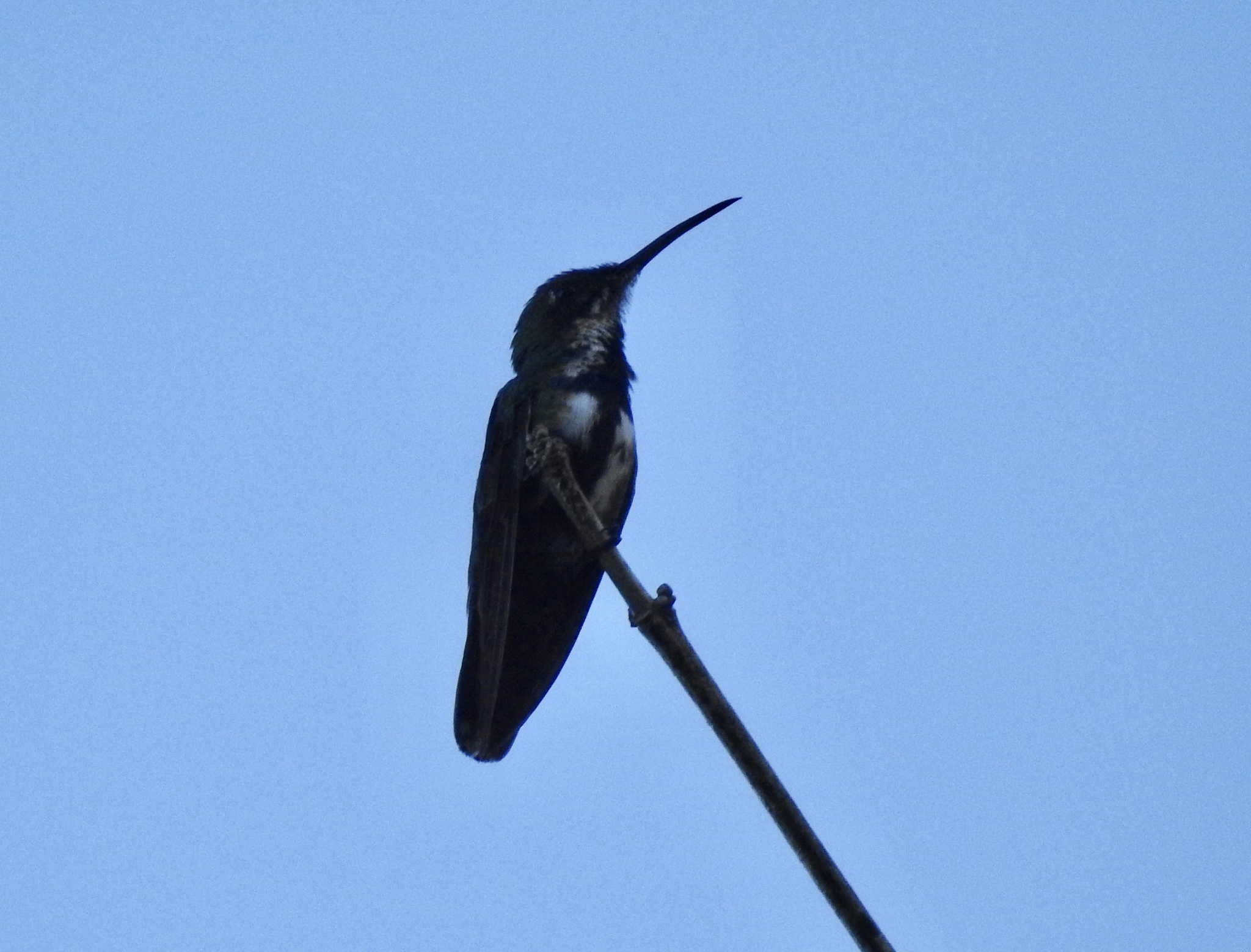 Green-breasted Mango (Anthracothorax prevostii)