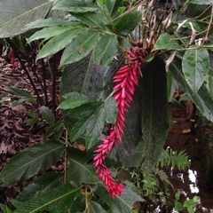 Alpinia purpurata