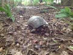 Chelonoidis denticulatus