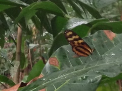 Lepidoptera