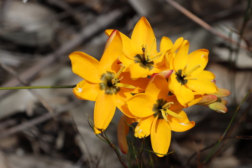 Image of Ixia dubia by (c) Tony Rebelo, some rights reserved (CC BY-SA)