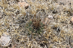 Echinofossulocactus lloydii