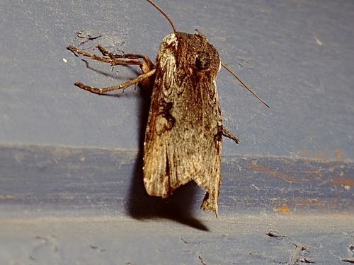 Acadian Swordgrass Moth