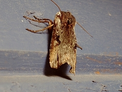 Xylena thoracica