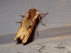 Xylena thoracica